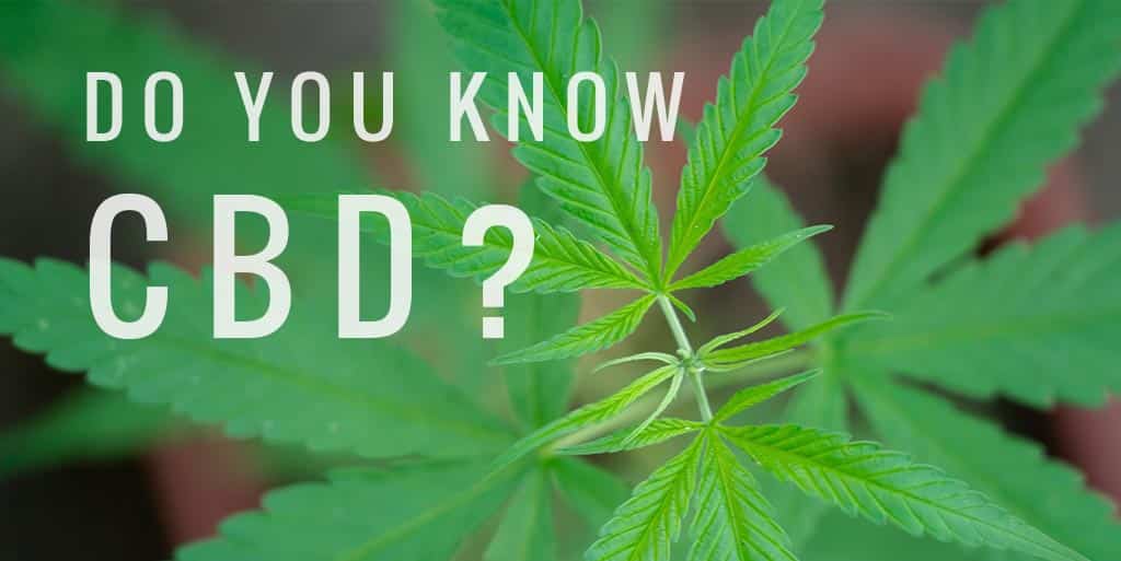 Know CBD? What You Should Consider When Purchasing a CBD Product