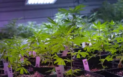 What is THCa? Everything You Need to Know